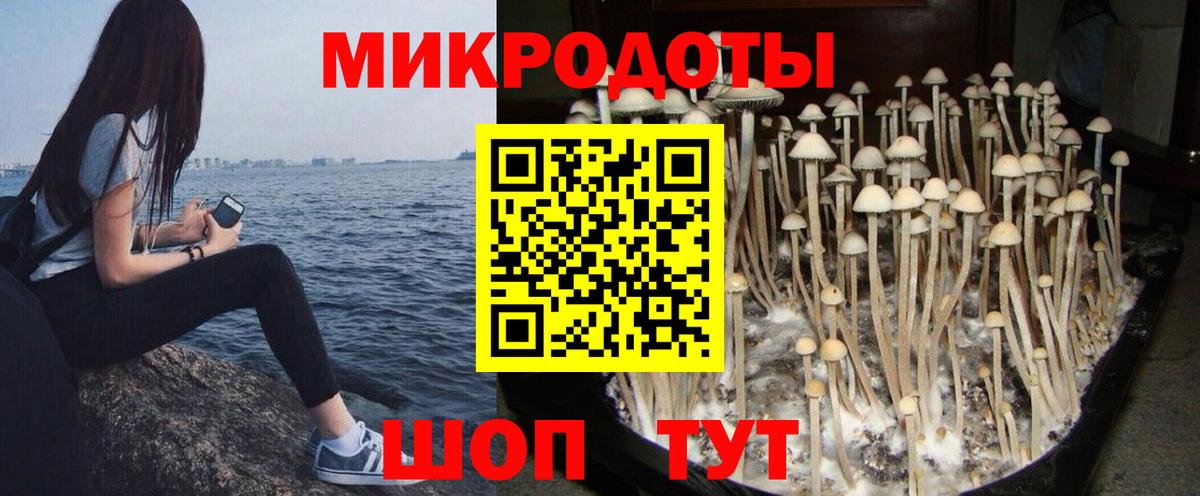 Галлюциногенные грибы прущие грибы  Вход с VPN  Камышин  Галлюциногенные грибы Psilocybe 